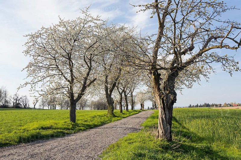 Old cherry tree avenue (Prunus) in bloom, Klipphausen, Saxony, Germany, Europe