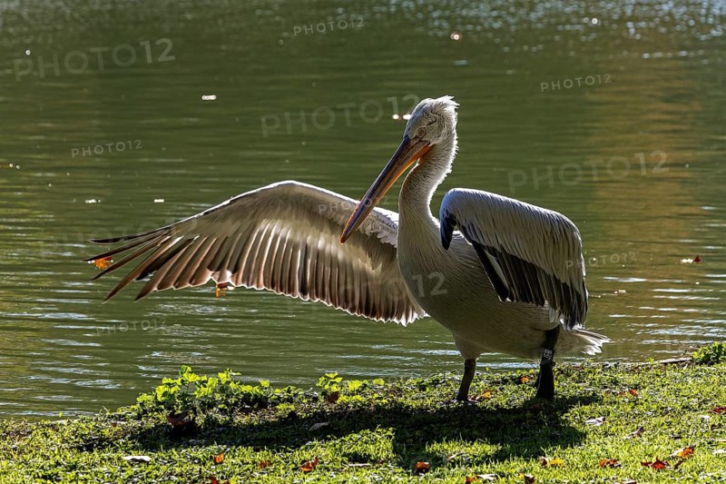 Pelican (Pelecanidae, Pelecanus), spreading one wing, in a meadow, captive, Germany, Europe