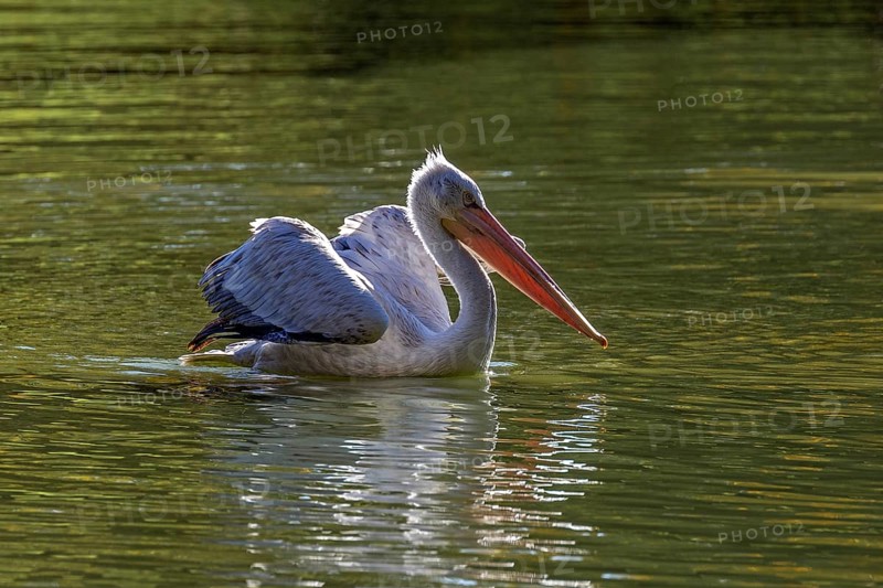 Pelican (Pelecanidae, Pelecanus), swims in water, captive, Germany, Europe