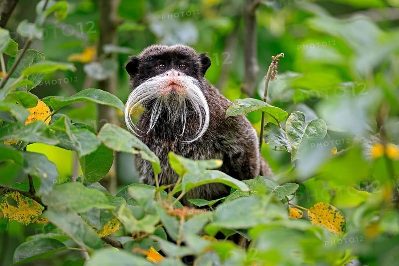 Emperor bearded tamarin (Saguinus imperator subgrisescens), adult, on tree, portrait, alert, South America