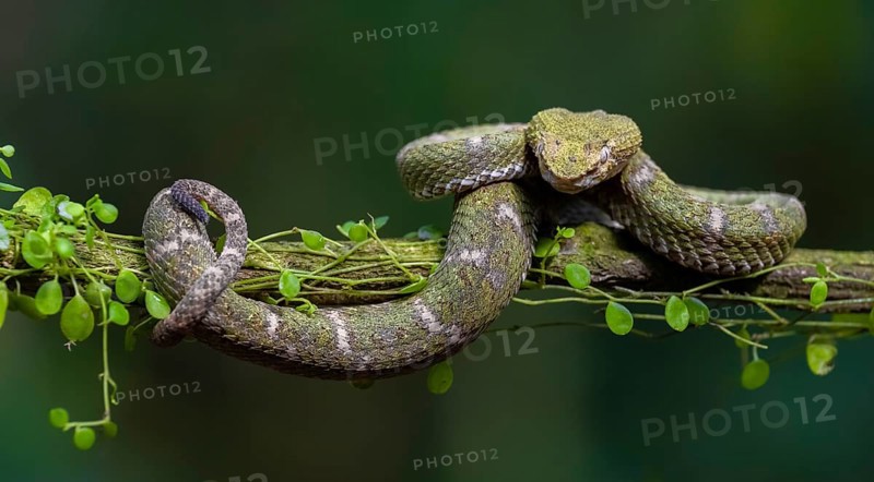 Griffin-tailed lance adder (Bothriechis schlegelii), green variety, sitting on a branch, Heredia province, Costa Rica, Central America