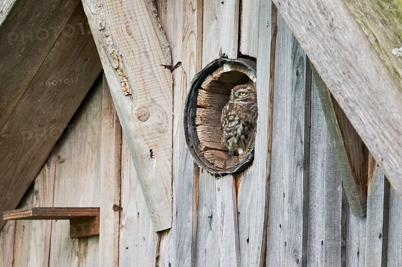 Little owl in breeding tube (Athene noctua) North Rhine-Westphalia, Germany, Europe