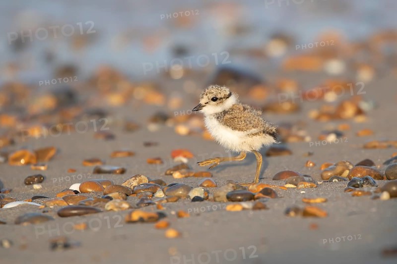 Ringed plover (Charadrius hiaticula) juvenile baby chick wading bird walking on a beach in summer, England, United Kingdom, Europe