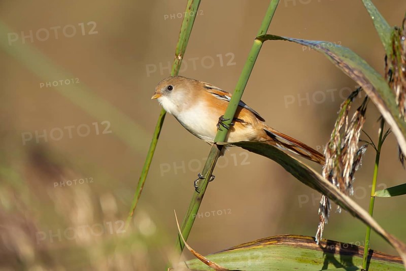 Bearded tit or reedling (Panurus biarmicus) adult female bird on a reed stem in a reedbed, England, United Kingdom, Europe