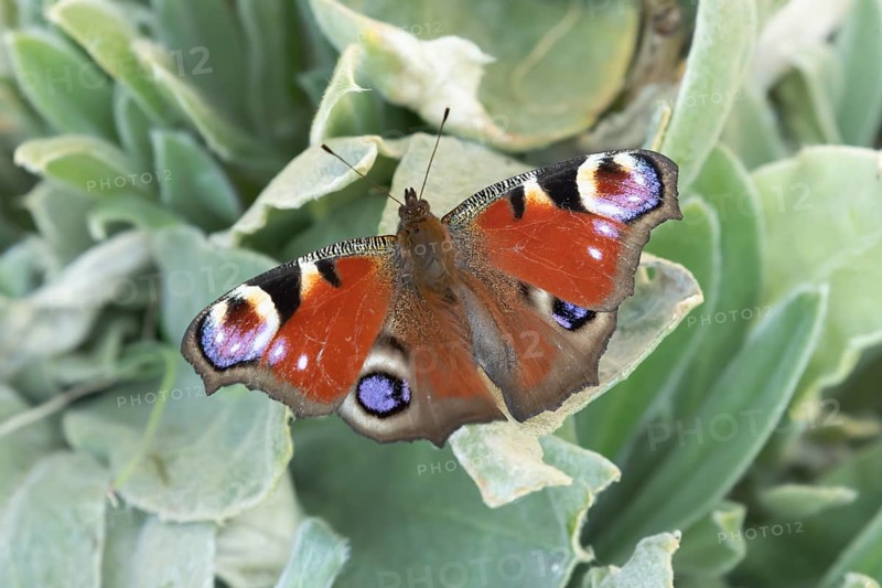 Peacock butterfly (Aglais io) adult insect resting on garden plant leaves in summer, England, United Kingdom, Europe