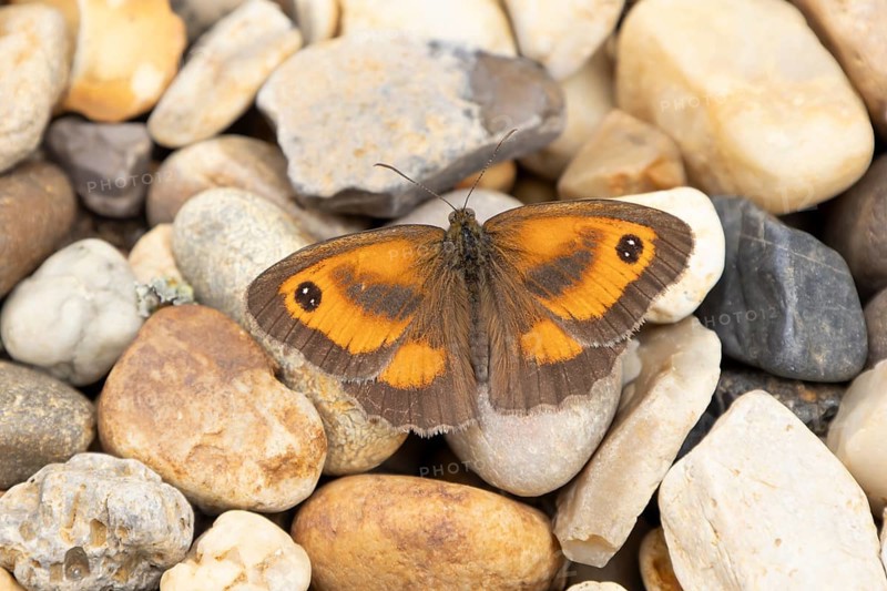 Gatekeeper butterfly (Pyronia tithonus) adult insect resting on a shingle garden path in summer, England, United Kingdom, Europe