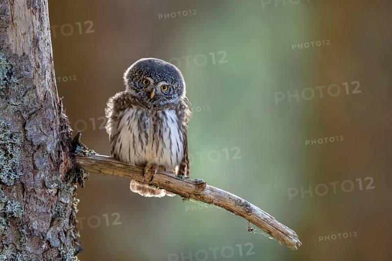 Pygmy Owl (Glaucicium passerinum), sitting on the branch of a tree, Pirchner Ast, Schwaz, Tyrol, Austria, Europe