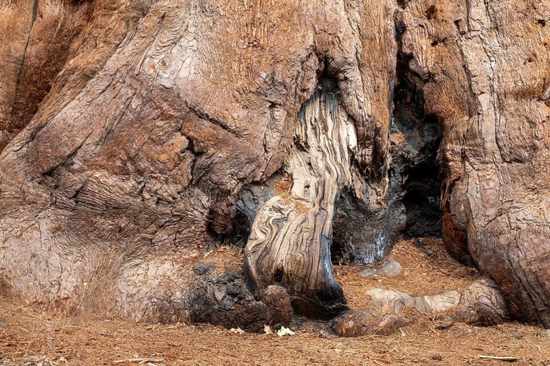 Yosemite National Park, California - The base of a giant sequoia in the Mariposa Grove of Giant Sequoias (Sequoiadendron giganteum)