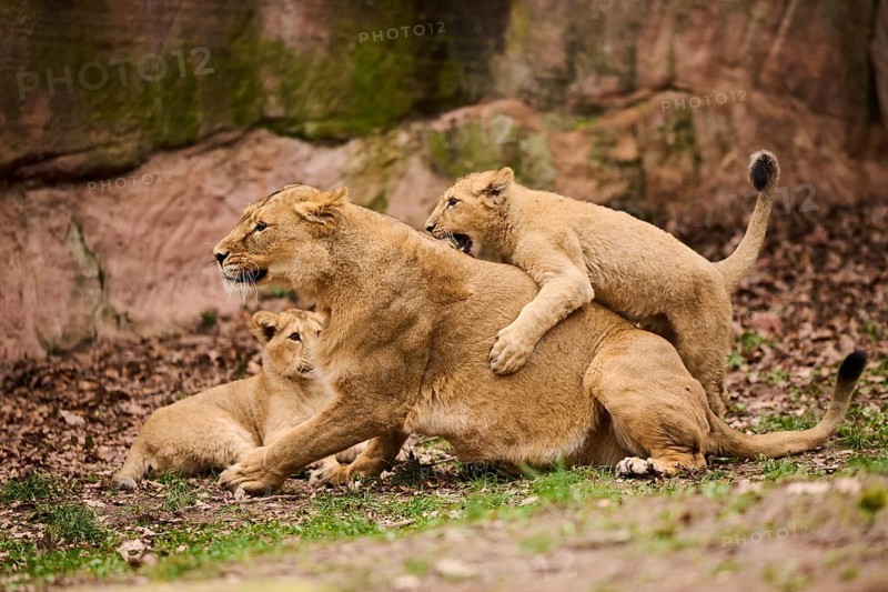 Asiatic lion (Panthera leo persica) female (mother) with her cubs, captive