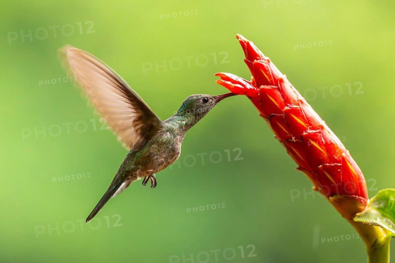 Green-fronted Brilliant Hummingbird (Heliodoxa jacula), Hummingbird (Trochilidae), Swiftbirds (Apodiformes), Laguna del Lagarto Lodge, Alajuela, Costa Rica, Central America