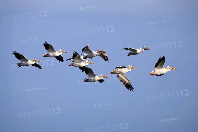 Rhinoceros pelican (Pelecanus erythrorhynchos), adult, group, flying, Merritt Island, Black Point Wildlife Drive, Florida, USA, North America