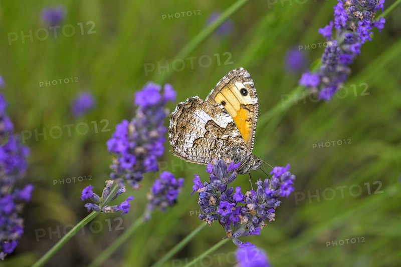 Butterfly Hipparchia smele on lavender flower, Alpes-de-Haute-Provence, France, Europe