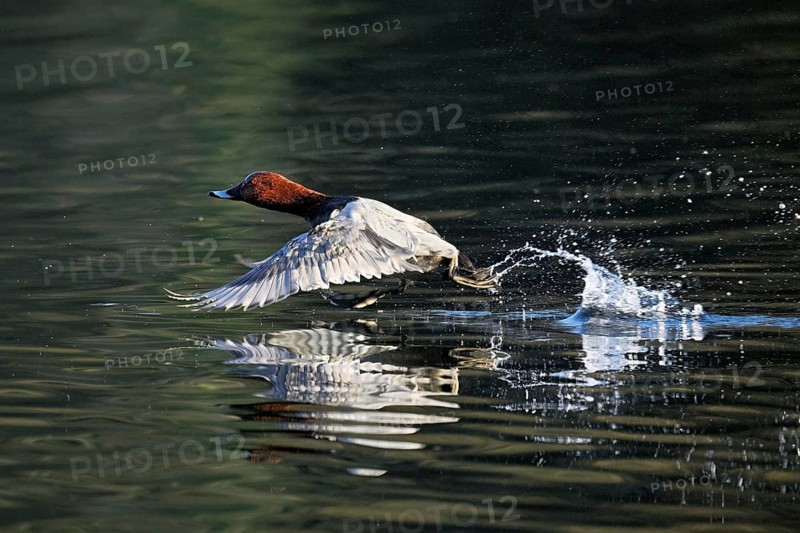 Common Pochard (Aythya ferina), male taking off from the water, Rootsee, Canton Lucerne, Switzerland, Europe
