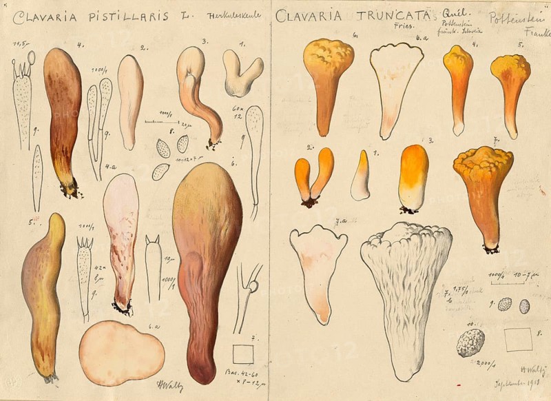 Mushroom, mushrooms, Hercules' giant club, Hercules' club, Clavariadelphus pistillaris and truncated club, Clavariadelphus truncatus, authentic reproduction of an illustration by Hans Walty (1868-1948) from about 1915, historical