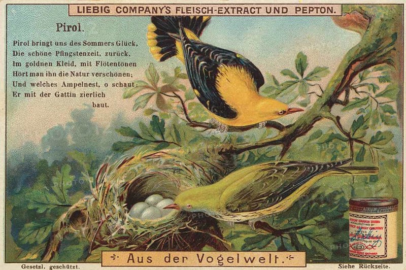 Picture series From the world of birds, oriole, Liebig picture, digitally restored reproduction of a collector's picture from around 1900, public domain, exact date unknown, two orioles with nest and eggs in a tree. Harmonious design with soft colours