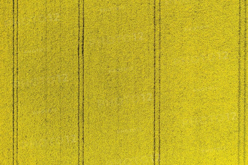 Aerial view of traces in a flowering rape field (Brassica nappa), district of Leipzig, Saxony, Germany, Europe