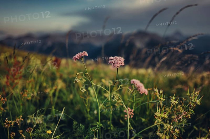 Hiking tour on the Hönig mountain in the Lechtal valley near Berwang in Tyrol, Austria, Europe