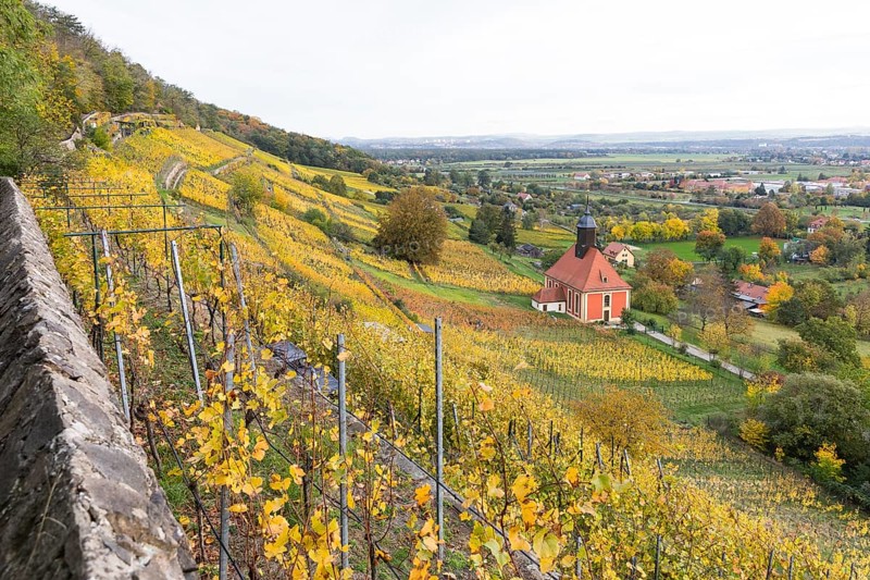 Vineyard church Zum Heiligen Geist in the middle of the autumn-coloured vineyards of Pillnitz, Dresden, Saxony, Germany, Europe