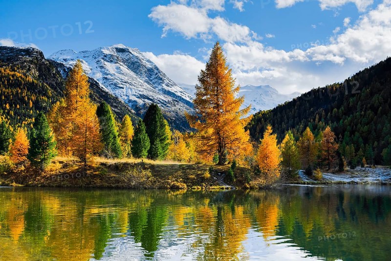Mountains and yellow larches reflected in lake, Morteratsch Valley, Upper Engadine, Grisons, Switzerland, Europe