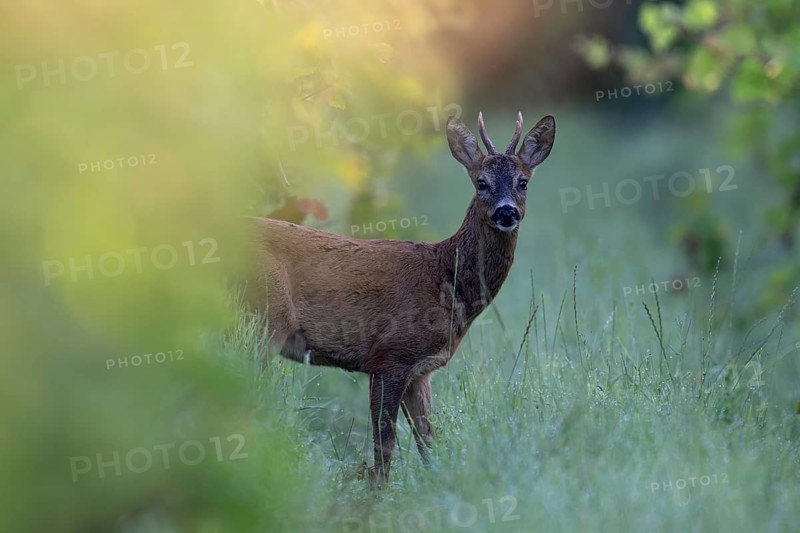 Roebuck in summer, leaf time, Wittlich, Rhineland-Palatinate, Germany, Europe