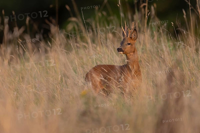 Roebuck, leaf time, Wittlich, Rhineland-Palatinate, Germany, Europe