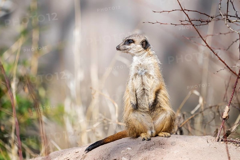 Meerkat (Suricata suricatta) standing sweet and curious in the desert, captive, occurrence Africa