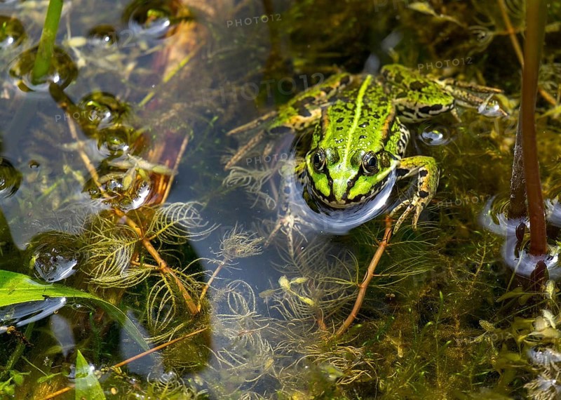 Edible Frog (Pelophylax esculentus), Münsterland, North Rhine-Westphalia, Germany, Europe