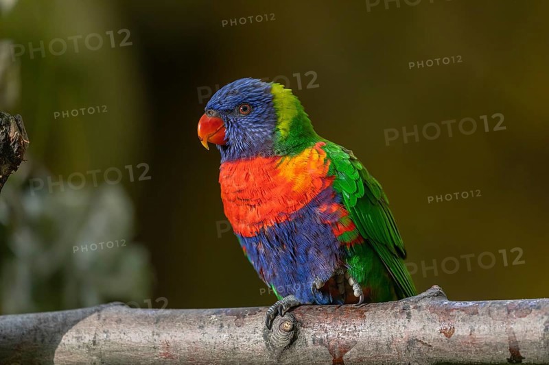 One Rainbow lorikeet (Trichoglossus moluccanus) sitting on a branch. Green vegetation in the background