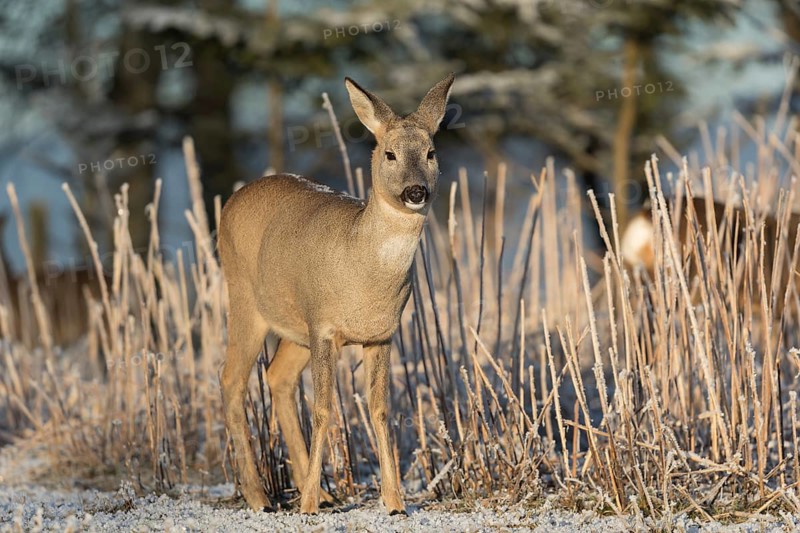 Roe deer standing in hoar frosted dead stinging nettle at minus 15 °C at sunrise. Trees and dead stinging nettle in background
