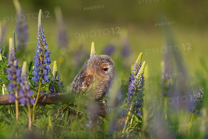 One young Ural owl (Strix uralensis) sitting on a branch lying in a field of flowering lupines in late evening light