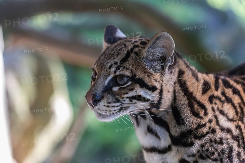 One Ozelot, Leopardus pardalis, side portrait with green vegetation in the background