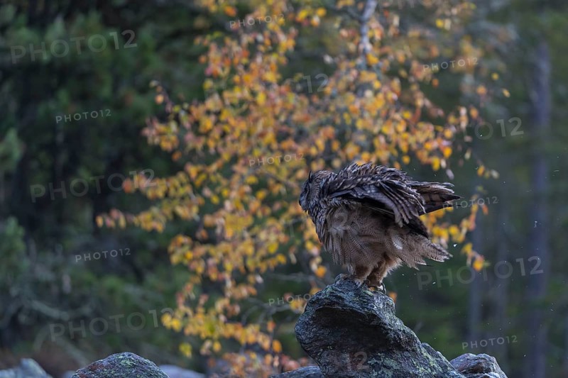 One Eurasian Eagle Owl, Bubo bubo, sitting on grey rocks, a birch tree in autumnal colors in the background. Early morning light