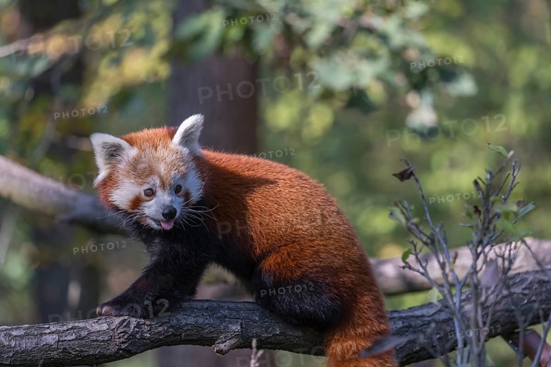 One red panda, Ailurus fulgens, walking on a branch high in a tree on a sunny day