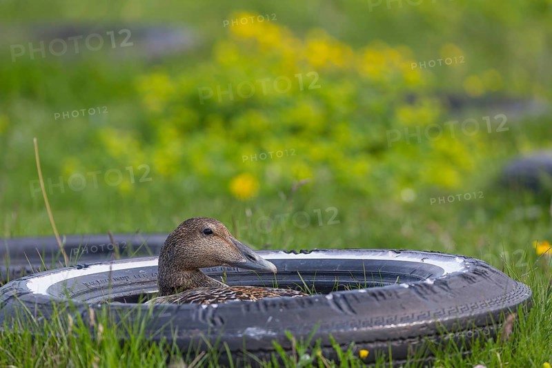 One female common eider, Somateria mollissima, breeding at the coast of Illugastadir Seal watching point, Iceland. Using a tire as nest protection