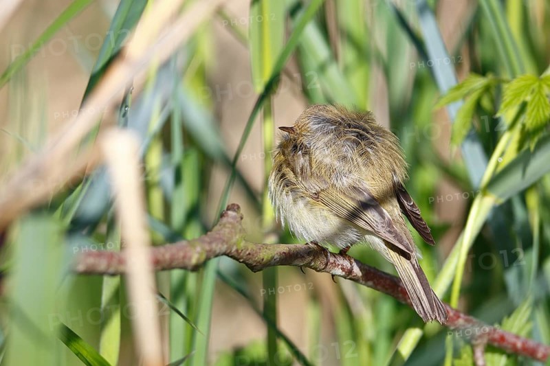 Chiffchaff or willow warbler (Phylloscopus collybita), sleeping animal in the biotope, Flusslandschaft Peenetal nature park Park, Mecklenburg-Western Pomerania, Germany, Europe