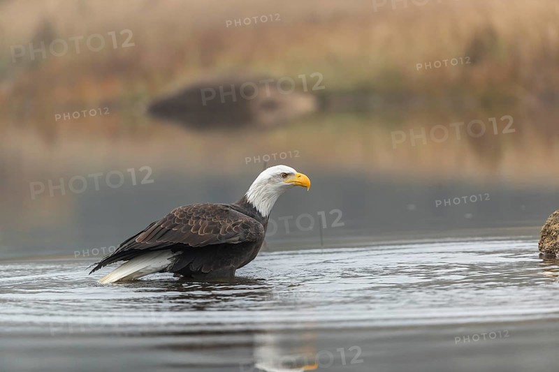 One Bald Eagle, Haliaeetus leucocephalus, standing in the shallow water ashore a small pond on a foggy cold autumn day