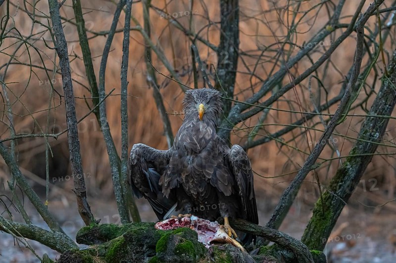 One white-tailed eagle (Haliaeetus albicilla) sitting on a small hammock feeding on a common carp. Fall foliage in late light in the background