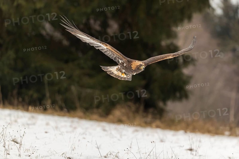 One golden eagle (Aquila chrysaetos) flying over a snowy meadow. A forest in the background. Carries a GPS Transmitter on it's back