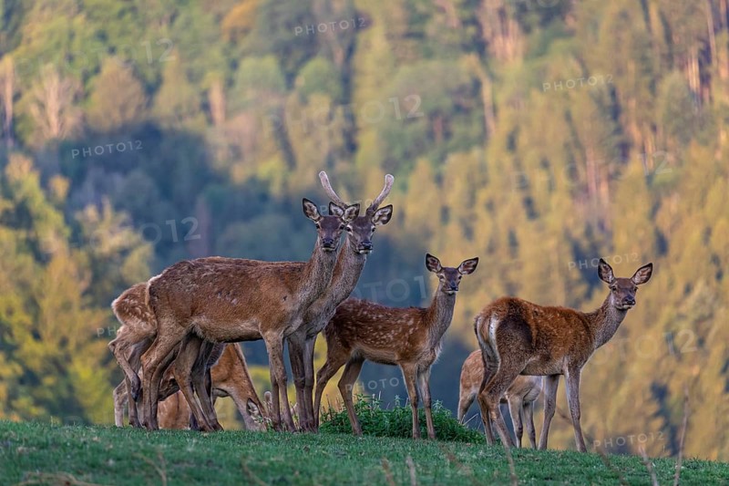 A herd of red deer (Cervus elaphus) standing on a meadow, with a forest in the distant background