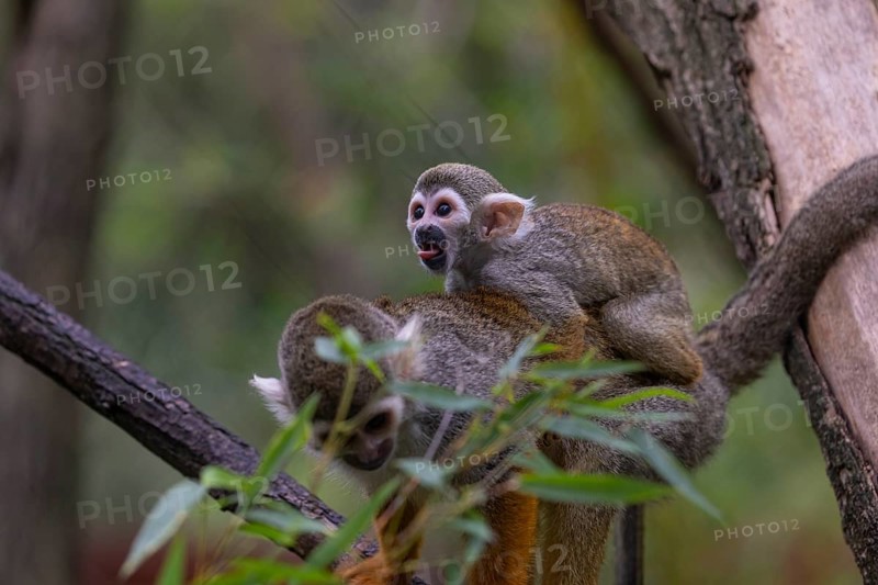 One female Central American squirrel monkey, Saimiri oerstedii, carrying her baby. Green vegetation around