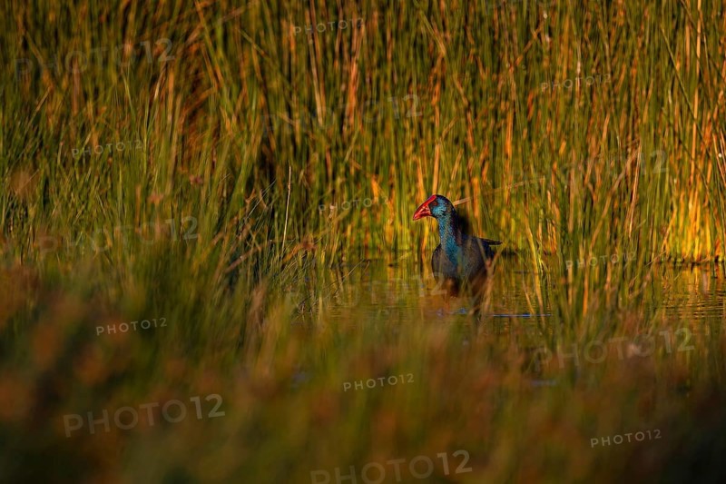 Purple partridge (Porphyrio porphyrio) in the reeds, Coto de Doñana National Park, Andalusia, Spain, Europe