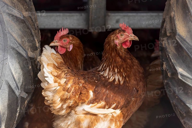 Two chickens between large tractor tyres, domestic chicken, Rhineland-Palatinate, Germany, Europe