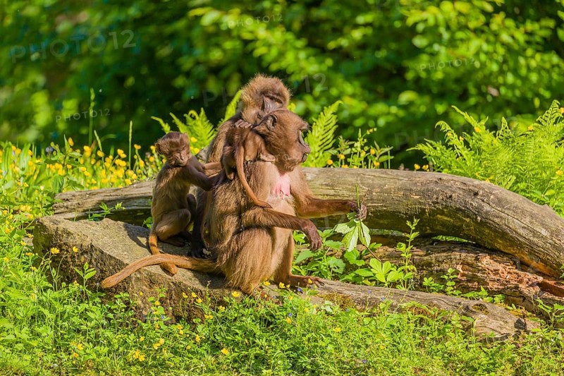 Two Gelada females (Theropithecus gelada) sit with their babies on tree stumps in the flowering river vegetation