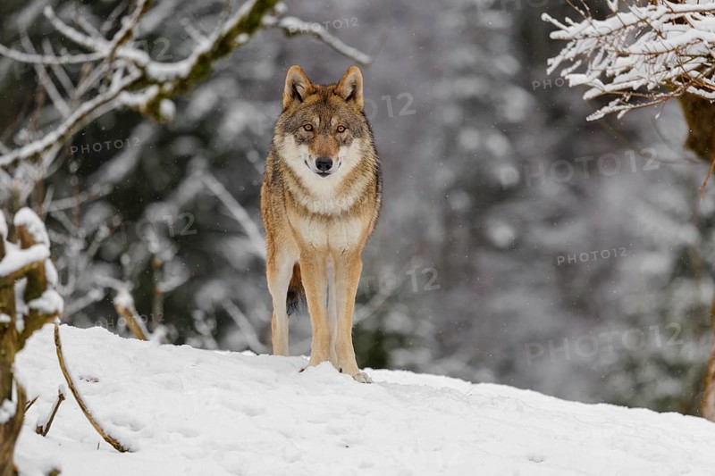 An adult female grey wolf (Canis lupus lupus) stands on a sloping, snow-covered meadow on a cold, cloudy day. A forest can be seen in the background