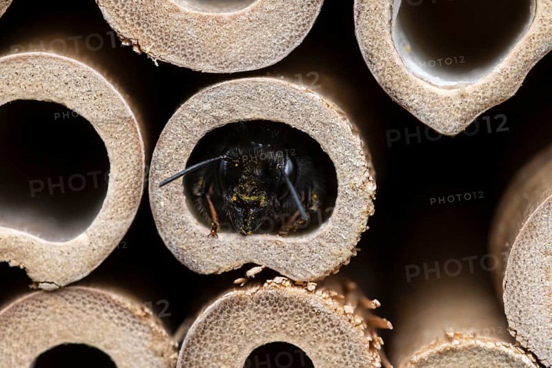 Horned mason bee (Osmia cornuta), looking out of its nesting tube, insect hotel, Oberhausen, Ruhr area, North Rhine-Westphalia, Germany, Europe