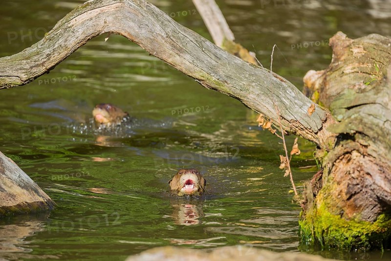 Two giant otters or giant river otters (Pteronura brasiliensis) swimming in a small river under the branch of a dead tree