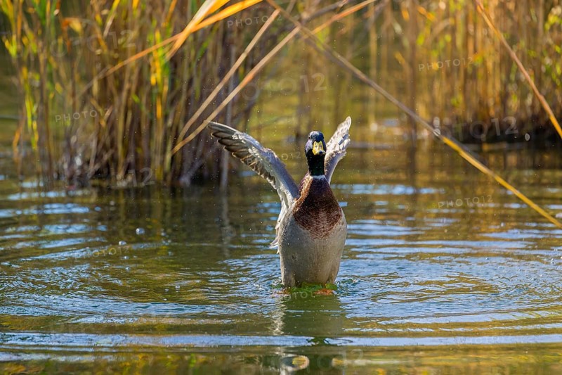 A male mallard or wild duck (Anas platyrhynchos) bathes in a pond, flapping its wings