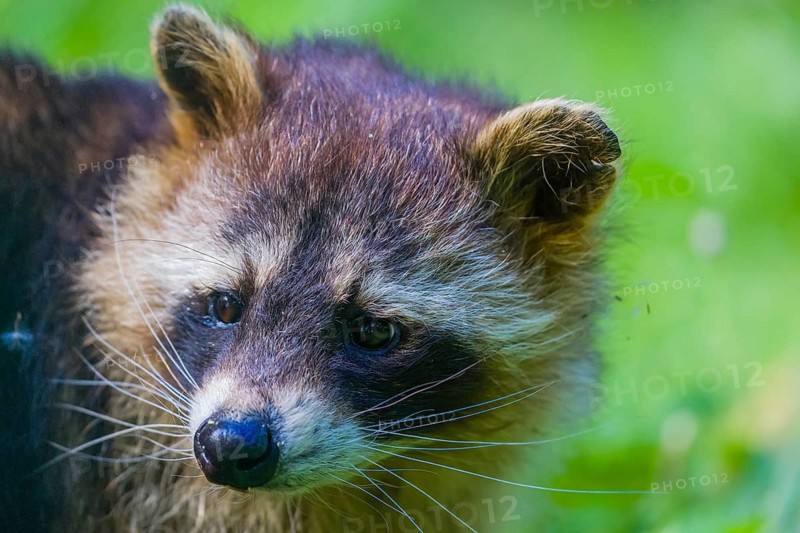 Portrait of an adult Raccoon Procyon lotor