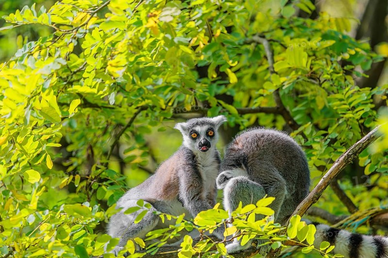 Two ring-tailed lemurs (Lemur catta) sit high up in a tree on a branch between fresh green leaves and play with each other or preen themselves or look around
