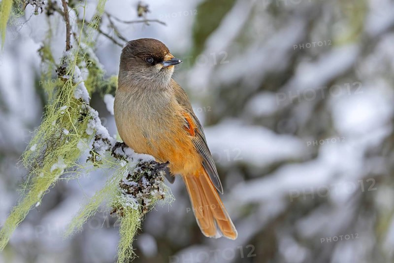 Siberian jay (Perisoreus infaustus, Corvus infaustus) perched in spruce tree in snow covered taiga in winter, Scandinavia